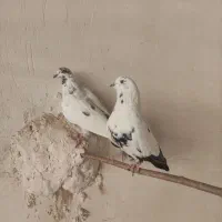 یک جفت کبوتر|پرنده|قم, زنبیل آباد|دیوار