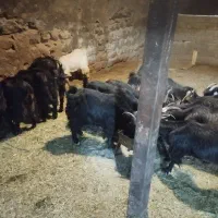 20راس بز|حیوانات مزرعه|خرمآباد, |دیوار