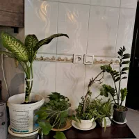 گل و گیاه