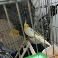 پرنده عروس هلندی