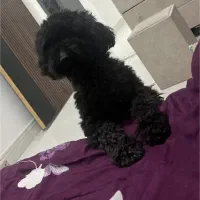 فروش سگ نژاد پودل اصیل با رنگ خاص