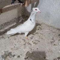 سارکاکولی کلاغ کربلایی کرباتی قره کاکولی  وسینه