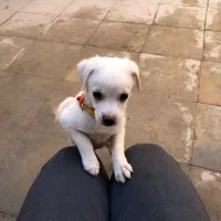 توله اشپیتزو