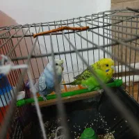 مرغ عشق معاوضه هم دارم با عروس هلندی