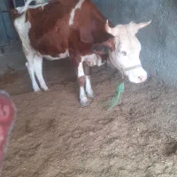 گاو و گوساله سیمینتال