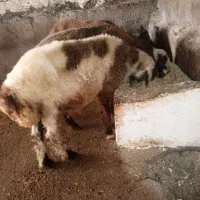 نربره کشتار عید قربان