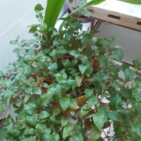 گل طبیعی|گل و گیاه طبیعی|فسا, |دیوار