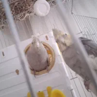 عروس هلندی|پرنده|بروجرد, |دیوار