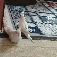 فروش جوجه سه ماهه. و سرلاکی