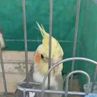 یک جفت عروس هلندی جوان نر و ماده و یک جفت مولد|پرنده|شیراز, شهرک گلستان|دیوار