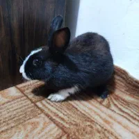 خرگوش مشگی و قوای وسفید برای فروش|موش و خرگوش|اسالم, |دیوار