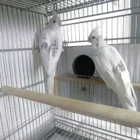 جفت مولد البینو دوکت پروانه ای روجوجه