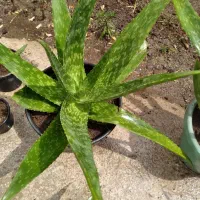 خلیواش ونانا ترو تازه باغی خوش عطرو خوش بو|گل و گیاه طبیعی|لشت نشا, |دیوار
