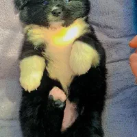 پامرانین کوچک 2ماه خرسی