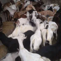 کهره نر و بز با قصابی خود بندرعباس|حیوانات مزرعه|بندرعباس, |دیوار