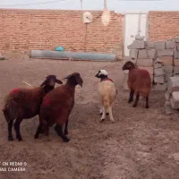 بره ماده چهار عدد قرمز لخت وسفید پلنگی دامازلق|حیوانات مزرعه|خواجه, |دیوار