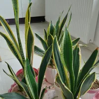 گل طبیعی خانگی در ماکو