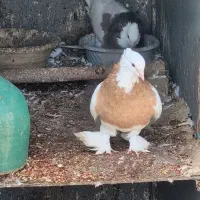 توضیحات کبوتر زینتی دارو طوقی کاکلی پاپر نقش رنگی|پرنده|آمل, |دیوار