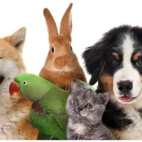 خوکچه و همستر