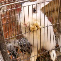 خرگوش|موش و خرگوش|خمینی‌شهر, |دیوار