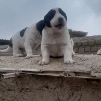 واگزاری توله آلبای اصل خت خون بالا با زمانت|سگ|گنبد کاووس, |دیوار