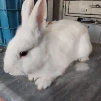 خرگوش نروماده|موش و خرگوش|مهاباد (آذربایجان غربی), |دیوار