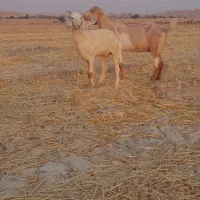 بز وتیشتر نژدی