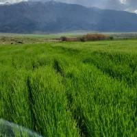 فروش جو و یونجه ارگانیک و درجه ۱