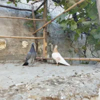 کفتر پرشی|پرنده|آق قلا, |دیوار