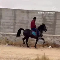 یک راس اسب پسری از ارشد بختیاری