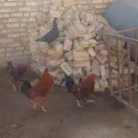 خروس|حیوانات مزرعه|بیجار, |دیوار