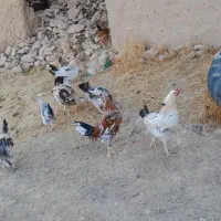 نه‌عددخروس‌وواروک‌هفت‌ماهه