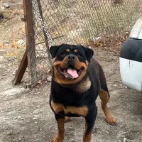 واگذاری روتوایلر ماده