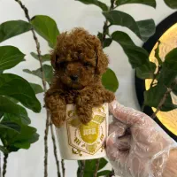 سگ توله پودل تاینی پودل دارک رد ۸۰ روز