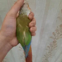 طوطی گرینچیک