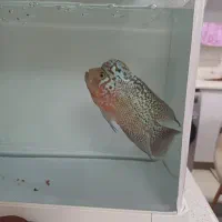 ماهی فلاور کامفامولتی کالر