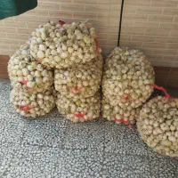 پیاز ریز ترشی و پیازچه جهت مصارف خانگی