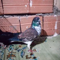 کبوتر پرشی|حیوانات|مینودشت, |دیوار