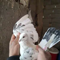 کبوتر تکپر|پرنده|خان ببین, |دیوار