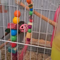 گرینچیک ۸ماهه دستی