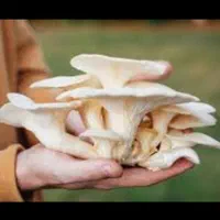 تولید،پرورش قارچ ارگانیک شغل،درآمدزایی کار در منزل|گل و گیاه طبیعی|کرج, اصفهانی‌ها|دیوار