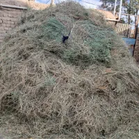 علف باغی و مقداری یونجه بفروش میرسد