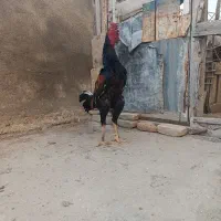لاری اصل خروس