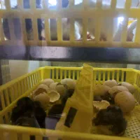 دستگاه جوجه کشی|لوازم جانبی حیوانات|تربت جام, معدآباد|دیوار