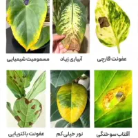خدمات باغیانی با بهترین کیفیت