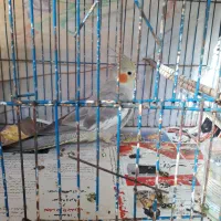 فروش طوطی عروس هلندی ماده