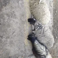 بره|حیوانات مزرعه|شاهین‌شهر, مورچه خورت|دیوار