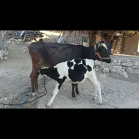 گاوسوئسی باگوساله نر نژاد هلشتاین|حیوانات مزرعه|پاپی, |دیوار