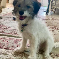 واگذاری سگ ۶ ماهه