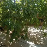 فروش منزل ویلایی|فروش خانه و ویلا|سده (فارس), |دیوار